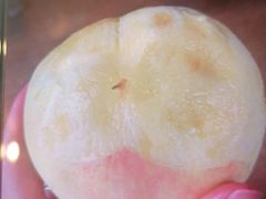 -南汇新场正宗水蜜桃采摘