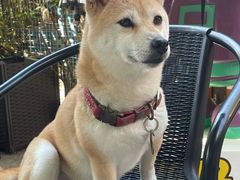 -柴犬高等学院·狗咖·柴犬售卖·宠物训练