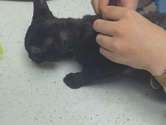 -宠颐生宠物医院·心肾内科·猫专科诊疗中心宠巢店