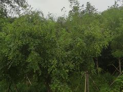 -白水寺森林公园