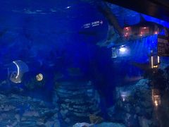 -烟台海昌鲸鲨海洋公园