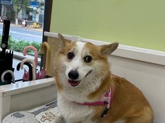 -瑞鹏宠物医院犬猫全科(真大分院)