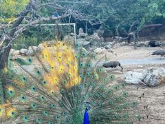 -丽泽山庄·生态怀柔菜·虹鳟鱼(红螺寺店)