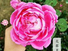 -秀丽东方