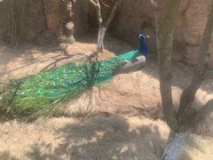 -西霞口神雕山野生动物世界