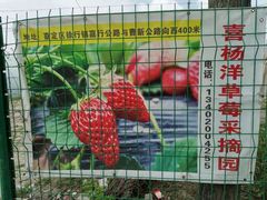 -喜杨洋草莓采摘园
