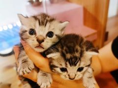 -70cat德文卷毛猫·缅因猫纯种猫舍