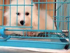 -翊宠yipet猫狗购宠庄园犬舍•猫舍