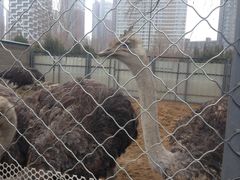 -长白岛森林公园