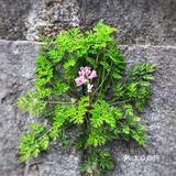 小花草长在600多年的墙壁缝中