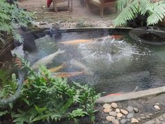 -Fern Forest Cafe