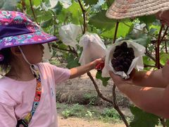 -马陆小张葡萄园农家乐