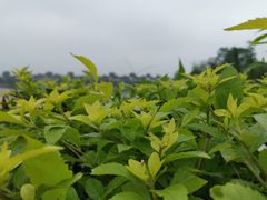 -美的鹭湖森林度假区