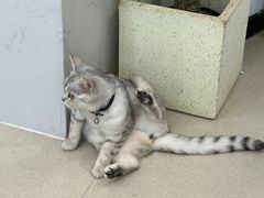 -共舞时光猫咖·狗咖(新街口店)