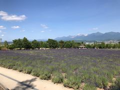 -富田农场