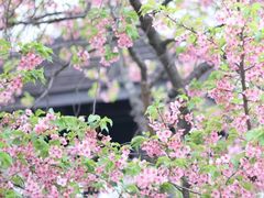 -顾村公园