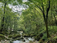 -牛背梁国家森林公园