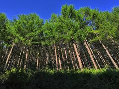 -塞罕坝国家级自然保护区