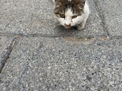 -喜多萌中农锦绣动物医院24H·猫科·牙科MRI·CT