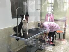 -暖阳宠物医院·犬猫康复中心·骨科