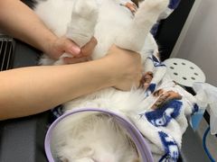 -凯特喵百思猫专科医院