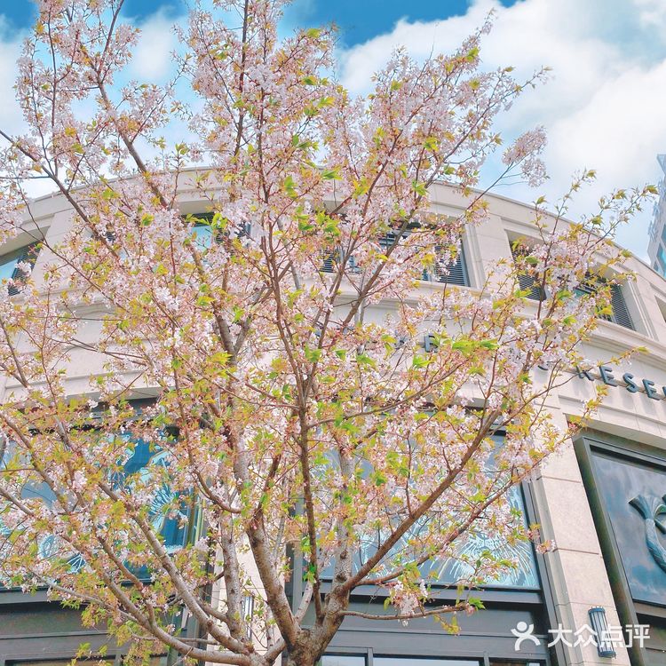 攻略 | 静安区0元不排队赏樱🌸保姆级指南建议收藏