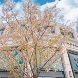 攻略 | 静安区0元不排队赏樱🌸保姆级指南建议收藏