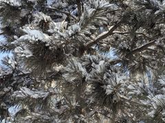 -长春莲花山滑雪场
