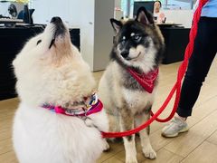 -上海西上海奥杰奥迪汽车销售有限公司(真如店)