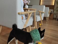 -柴犬小屋·柴餐厅·狗咖食堂(金鼎广场店)