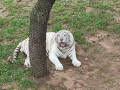 -西霞口神雕山野生动物世界