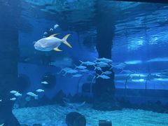 -北戴河圣蓝海洋公园