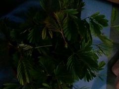 -龙大花卉苗木市场