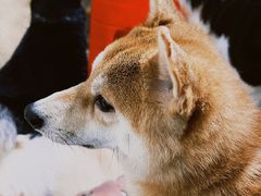 -萌喵咖啡屋(人民东路4号口M16商铺店)