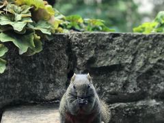-寂照庵