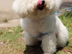 -Oh My Dog宠物沙龙(伊珊娜皮毛护理店)