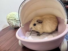 -楼上猫咖(罗湖店)