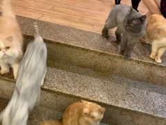 -more than meow吴止猫主题餐厅(承德 中船汇店)