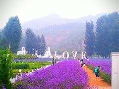 -紫海香堤香草艺术庄园
