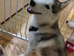 -Husky Go! 哈士奇体验馆·宠物咖啡厅狗咖