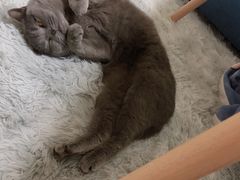 -宠爱国际动物医院· 猫科· 外科·中兽医(长白店)