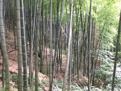 -藏龙百瀑风景区