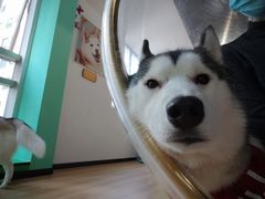 -Husky Go! 哈士奇体验馆·宠物咖啡厅狗咖