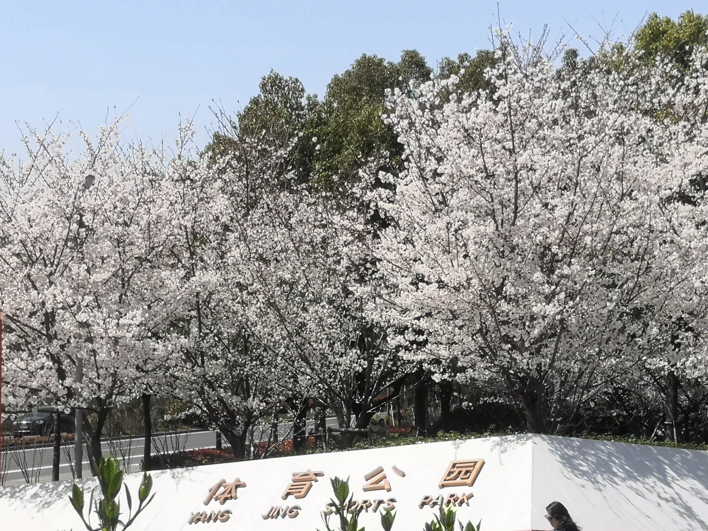 白色的樱花开得绚丽,可惜没有成片成规模
