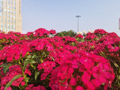 -深圳国际园林花卉博览园