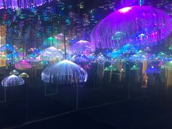 -萌兔星空蹦床撸兔馆