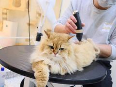 -momokira米努特·德文卷毛猫·棉花面纱犬