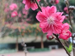 -桃花涧