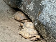 -清迈夜间动物园