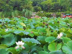 -桂湖森林公园